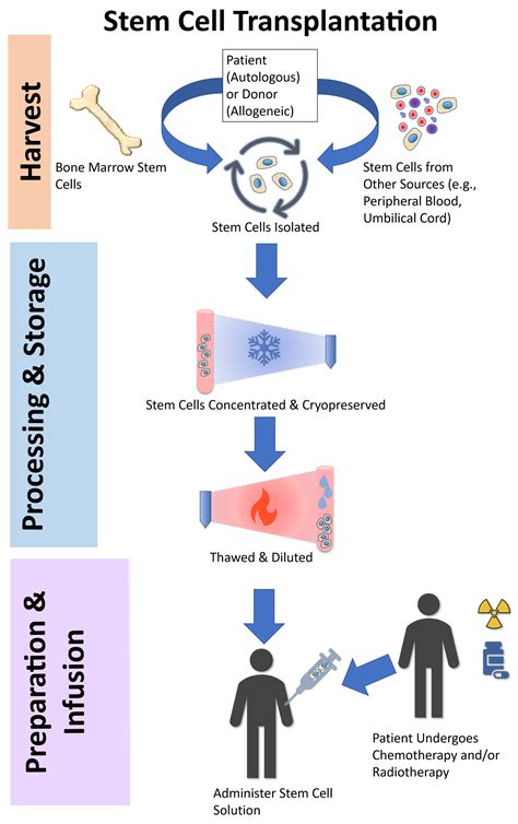 Cureus The Role Of Allogeneic Stem Cell Transplantation In Multiple