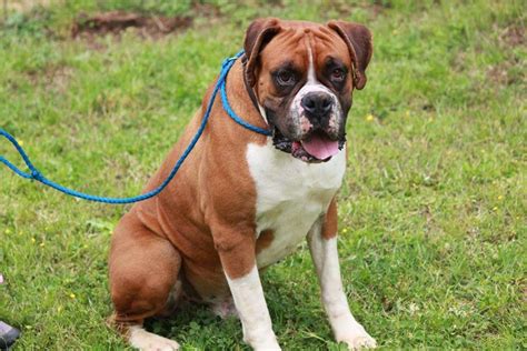 Akc Boxer Puppieschampion Bloodlines In Hoobly Classifieds