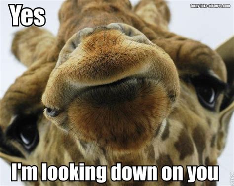 17 Best Images About Giraffe Face Funny Giraffe And