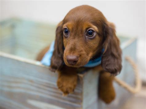 Find dachshund puppies for sale and dogs for adoption near you. Miniature Dachshund-DOG-Male-dapple-2263072-Petland Wichita, KS