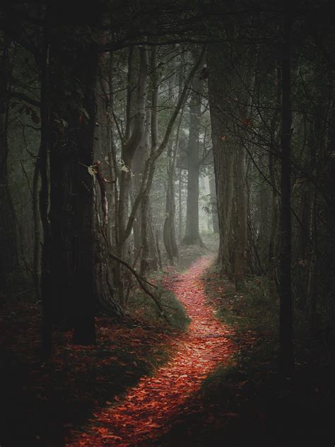 Scary Forest Path Bing Images Beautiful Nature Scenery Mystical