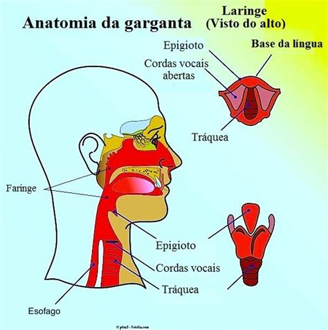 Câncer de garganta, sintomas, diagnóstico e tratamentoFisioterapia Para