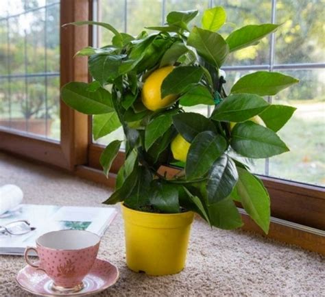 Grow Your Own Lemon Tree From Seed Women Daily Magazine