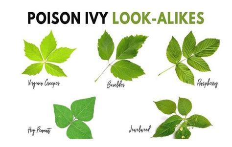 What Does Poison Ivy Look Like Easy Identification Guide Modern