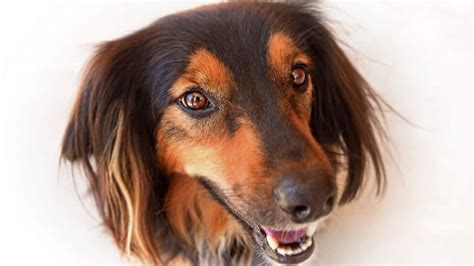 How Dogs Evolved ‘puppy Dog Eyes College Of Sciences