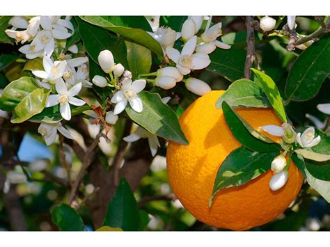 Room Orange Citrus Sinensis Orange Care Cultivation