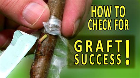 Grafting Peach Trees How To Check For Graft Success Youtube