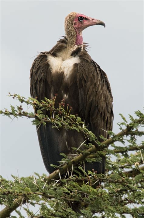 Hooded Vulture Owen Deutsch Photography