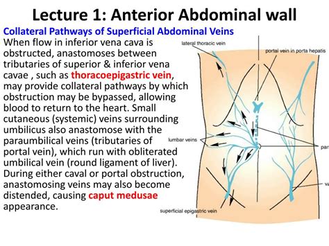 Anterior Abdominal Wall At A Glance Transversus Abdominis Arteries My