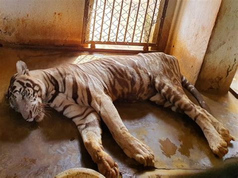 Odisha White Tiger Subhranshu Dies At Nandankanan Zoological Park