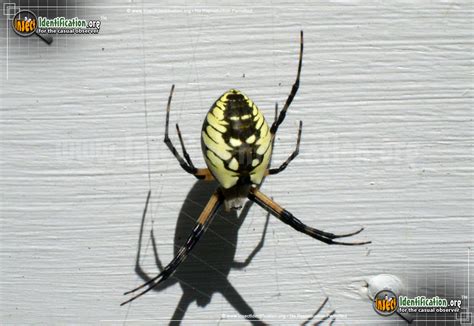 Due partly to their round, flat webs, araneidae species possibly rank as the world's most easily identified spiders. Black and Yellow Garden Spider