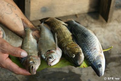 Leiste freiwilligenarbeit in ecuador in einem sinnvollen projekt. Große Fotogalerie Ecuador: Tiere / Fauna in Ecuador