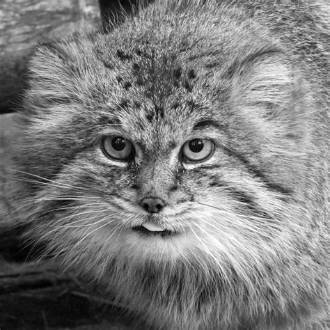 Beautiful Chonker In The Wild Rpallascats