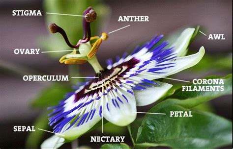 Passion Flowe Parts From Botanic Notables 500 Shades Of Passiflora