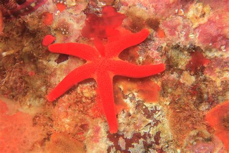 Blood Sea Star Saint Lazerius Island Photograph By Stuart Westmorland