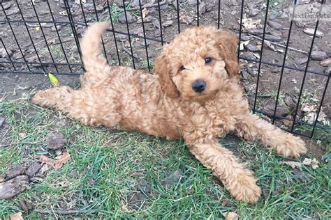 Give me an overview of poodle puppies for sale in northern california. Poodle, Miniature puppy for sale near Sacramento ...