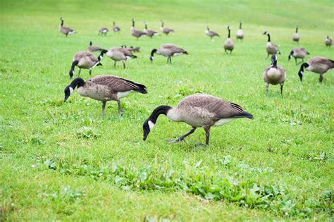 How to Handle Unwanted Canadian Geese | Goose Prevention