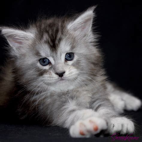 Maine Coon Kittens For Sale - Beautiful, Big and Healthy Babies