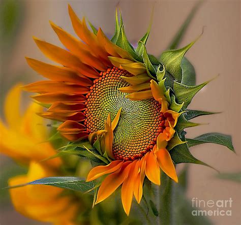 Beautiful Sunflower Photograph By John Kolenberg