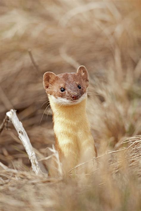 Long Tailed Weasel Mustela Frenata Photograph By Michael Trewet Pixels