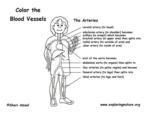 Myscience class the blood vessels. Blood Vessels (Labeled) Coloring Page