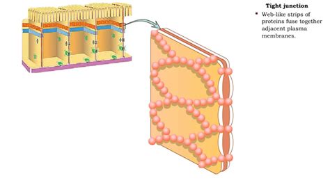Tight junctions are created by protein complexes that directly bind plasma membrane together. Type of Cell Junctions - Tight and Adherens Junctions ...