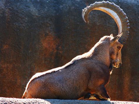 The 10 Best Horns In The Animal World The Definitive List Modern