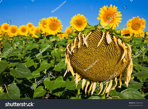 Dying Sunflower Plant Among Healthy Field Stock Photo 70092655