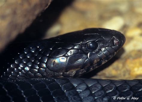 Venomous Black Indigo Snake