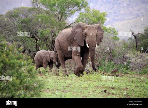 Afrikanischer Elefant Loxodonta Africana Weiblich Mit Jungtier