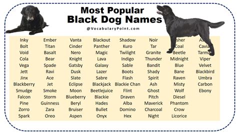Most Popular Black Dog Names Vocabulary Point