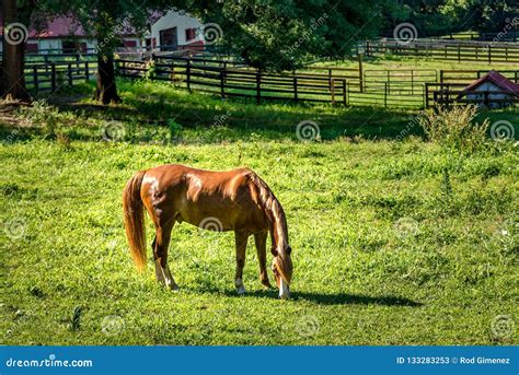 Horse Eating Grass In Farm In Southern United States Stock Image