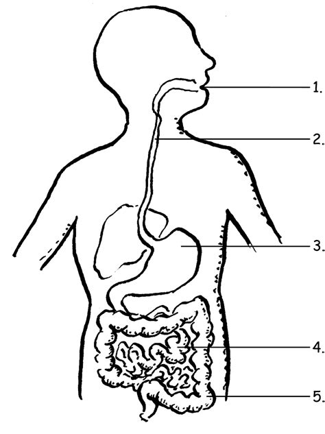 Human Digestive System Drawing At Getdrawings Free Download