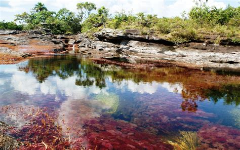 Caño Cristales Full Hd Wallpaper And Background Image 1920x1200 Id