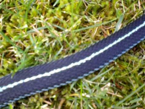 It's a common garter snake and not poisonous. Big Freakin Garter Snake in my backyard - YouTube