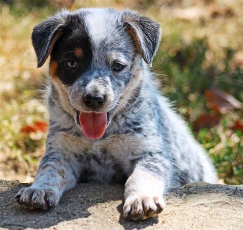 Blue The Australian Blue Heeler Pup Puppies Heeler Puppies Dog Photos