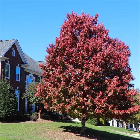 October Glory Red Maple Trees For Sale