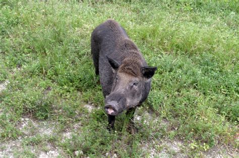 Hogs Run Wild Feral Pig Catching In The Plan At County Acquired Pepper
