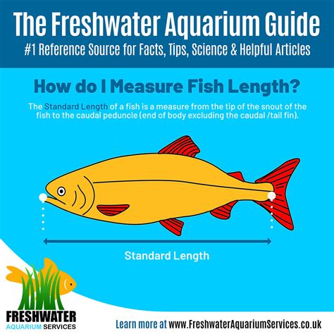 How Do I Measure Fish Length