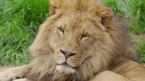 Male Lion Ear Flips Listening Prey Stock Footage Video 100 Royalty
