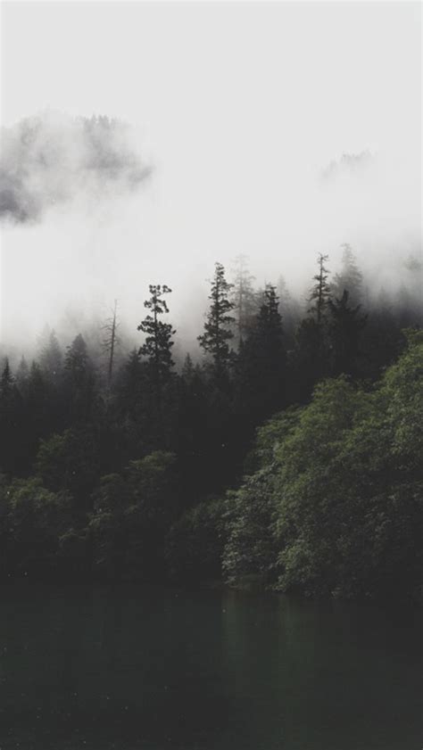 Forest aesthetic aesthetic forest hd wallpapers wallpaper cave free photo forest moss autumn forest aesthetic nature tree aesthetic lockscreen | Tumblr | Landscape wallpaper ...