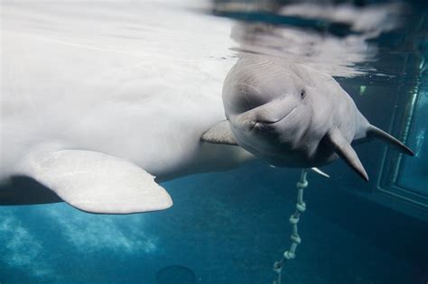 Beluga White Whale Characteristics Of The Most Lovely Whale In The World