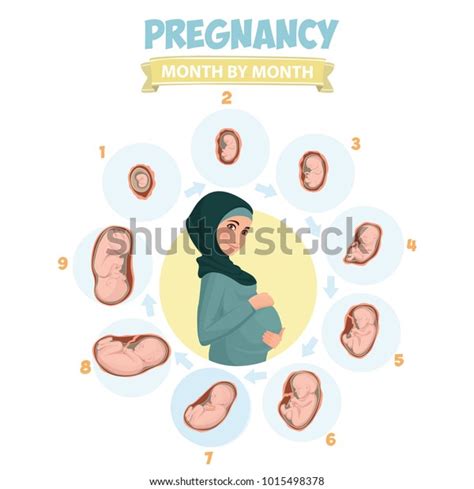 Pregnant Beautiful Woman Vector Infographics Pregnant Stock Vector