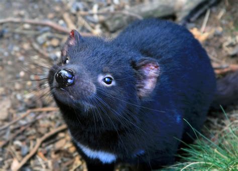 Tasmanian Devil Cancer Immune Response Recorded Raising Hopes Of
