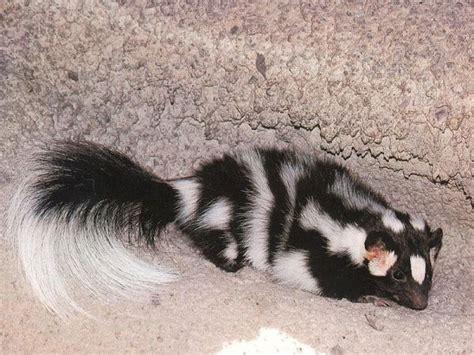 Spotted Skunk Pictures Tags Civet Cat Skunk Spotted Us Farm