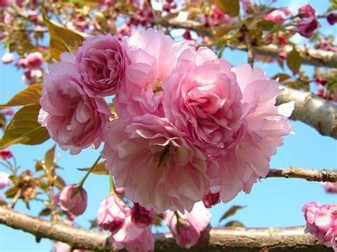 Kwanzan Flowering Cherry Tree Etsy