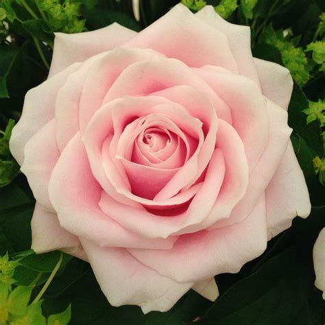 Pale Pink Roses In Bouquet Красивые розы Розы Цветы