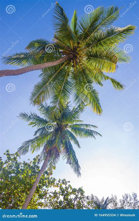 Vertical Low Angle Shot Of Beautiful Tropical Palms Under The Sunny Sky