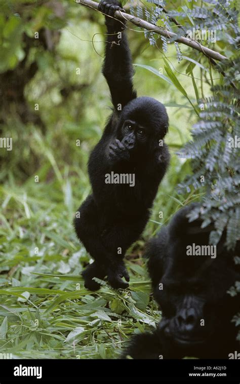 Uganda Bwindi Impenetrable National Park Juvenile Mountain Gorilla
