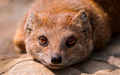Mongoose Wallpapers And Images Wallpapers Pictures Photos